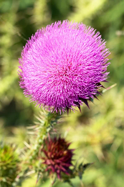 Beautiful bright flower thistle. Bees pollinate the flowers, col