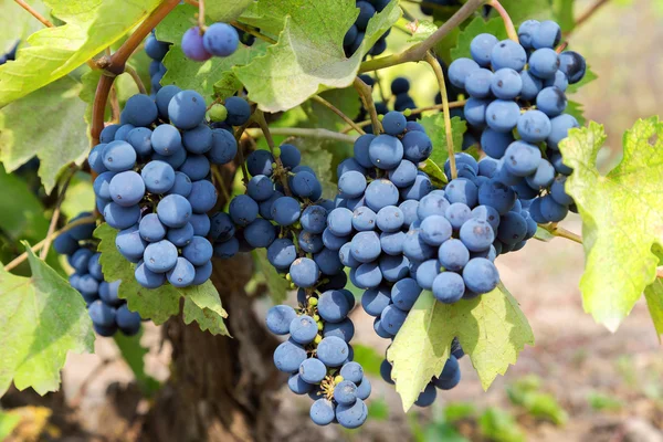 Purple red grapes with green leaves on the vine. fresh fruits. S