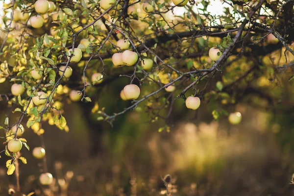 Apples on apple tree branch