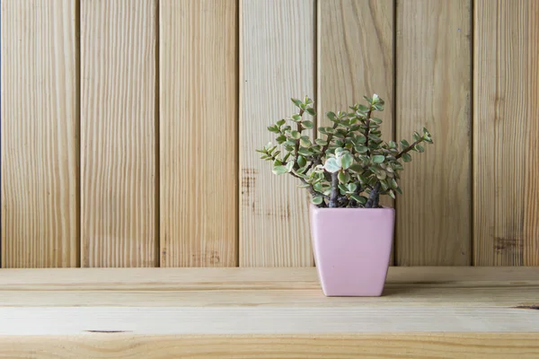 Indoor plant on wooden table and wooden wall