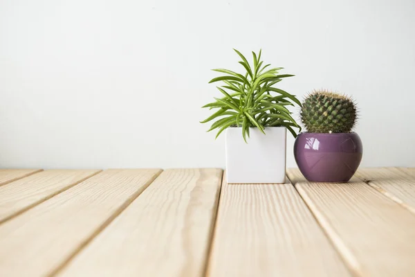 Indoor plant on wooden table and wooden wall