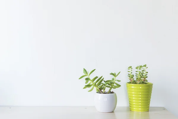 Indoor plant on wooden table and white wall
