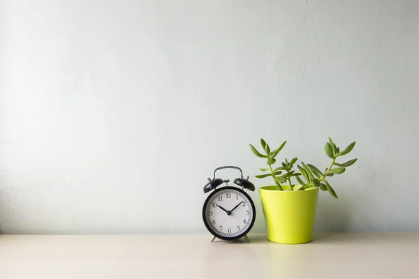 Indoor plant on wooden table and white wall