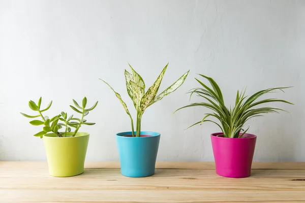 Indoor plant on wooden table and white wall