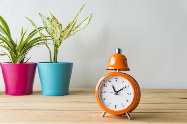 Indoor plant on wooden table and white wall