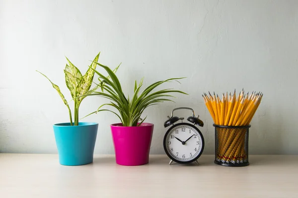 Indoor plant on wooden table and white wall