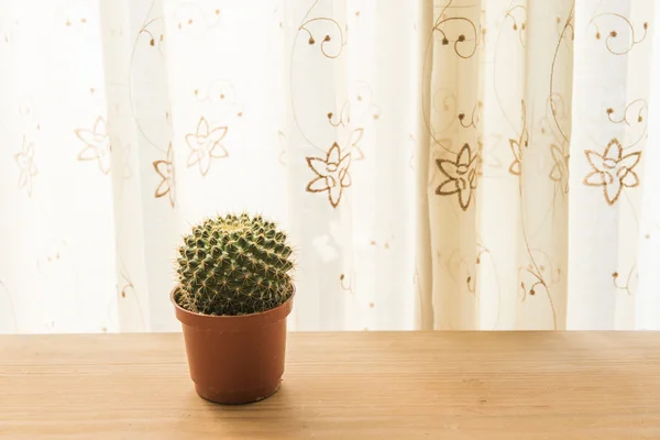 Home furnishings cactus