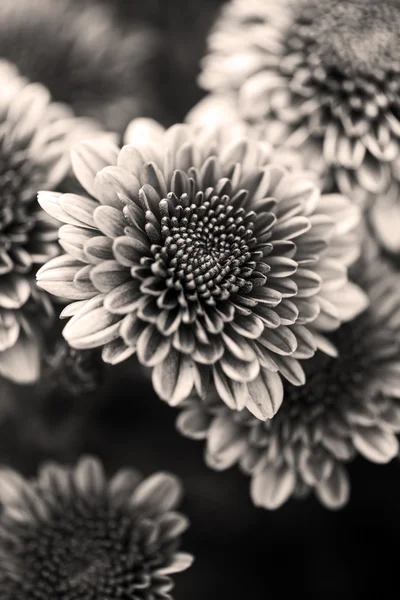 Petals of a beautiful flower on a black background in black and white