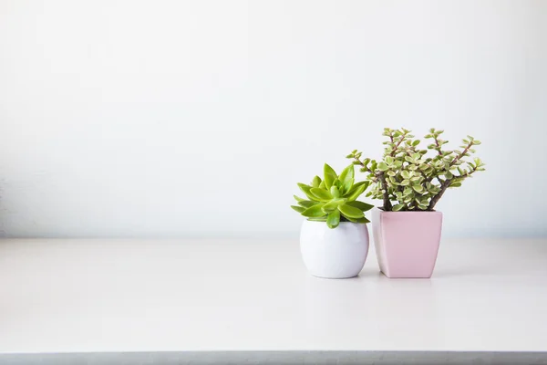 Indoor plant on wooden table and white wall