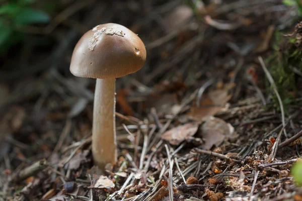 Small brown mushroom in the woods