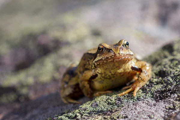 Common Frog (Rana temporaria) sitting on a stone