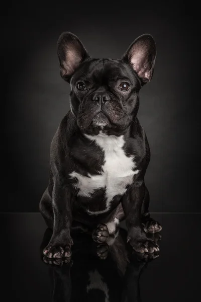French bulldog over black background