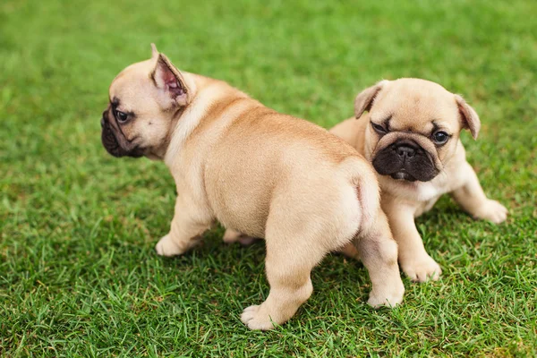 Little French bulldog puppies