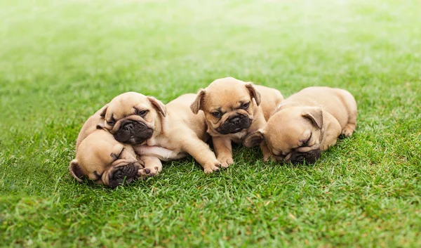 Little sleeping French bulldog puppies