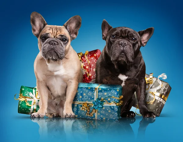 French bulldogs with christmas gifts