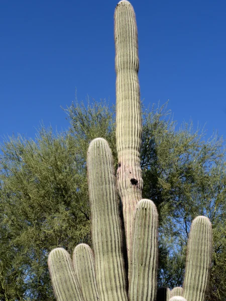 The Arizona Sonora Desert Museum South of Phoenix Arizona USA