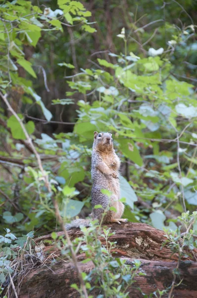 Sights of Zion National Park in Utah USA