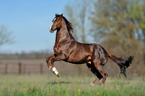 Beautiful brown horse galloping across the field