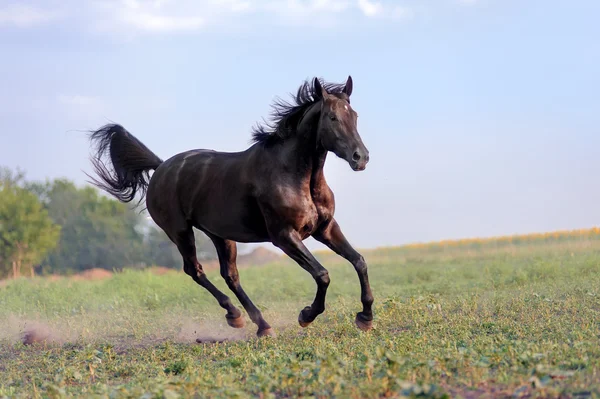 English thoroughbred horse jumping