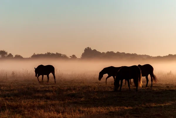Herd of horses in fog