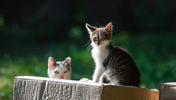 Beautiful kittens sitting on a box