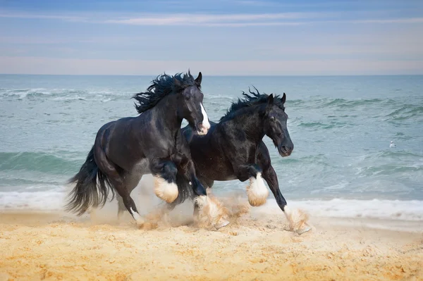 Horses breed Shire gallop at the beach