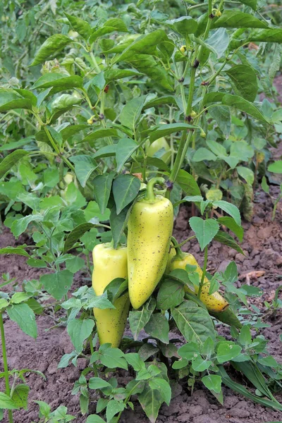 Peppers in the garden