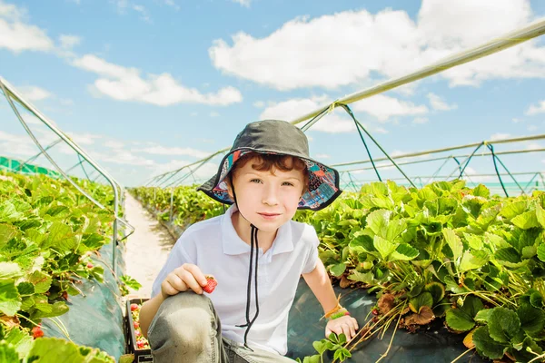 Young toddler boy picking strawberries on strawberry field