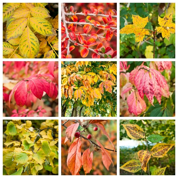 Various colors of nature collage