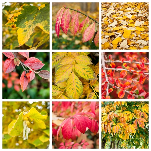 Various colors of nature collage