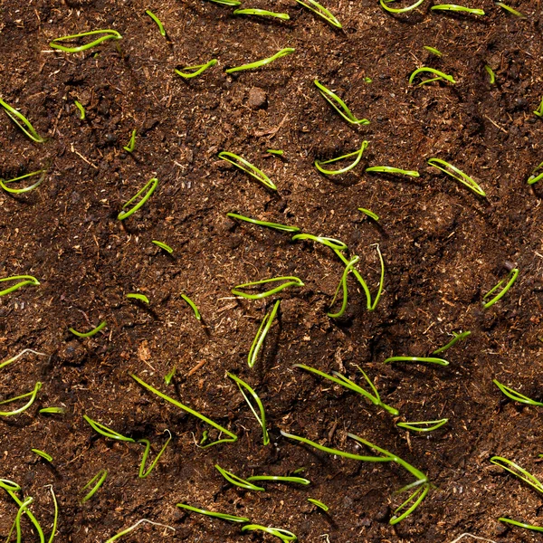 Green smal seedlings plant in soil