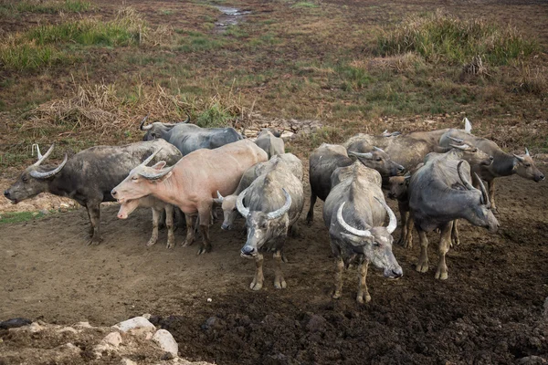 Buffalo in a muddy field