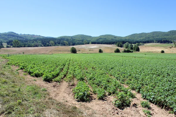 Mountain Landscape and Farming