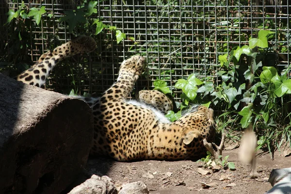 Leopard in Cage, Wild Animal