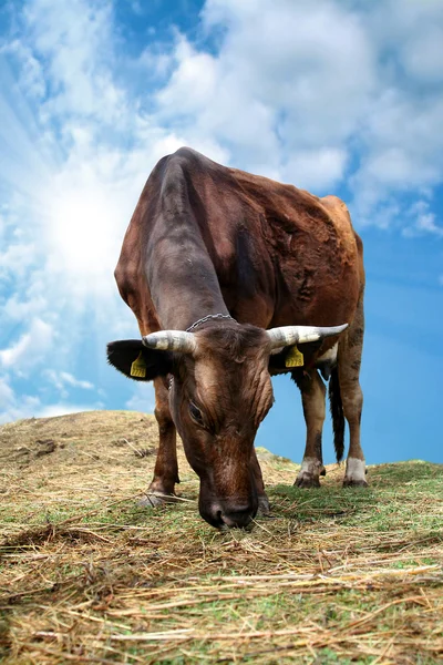 Cow on green grass and evening sky with light