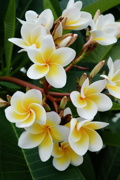White frangipani tropical flower, plumeria flower fresh blooming