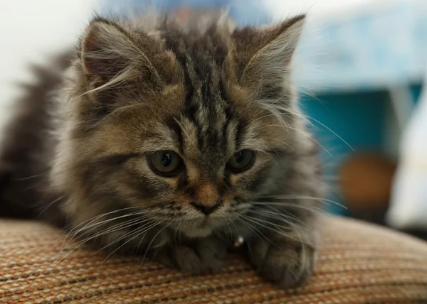 Close-up a little cat cute pet laying on carpet