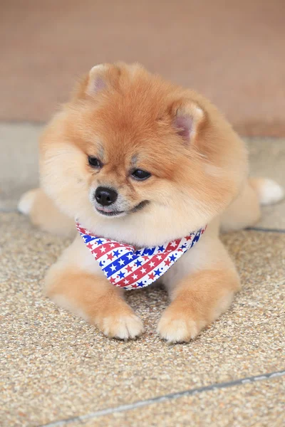 Pomeranian dog puppy cute pet in home