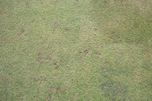 Green grass field of golf course, sport background