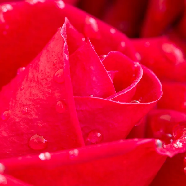 Red rose flower with water drops on petal