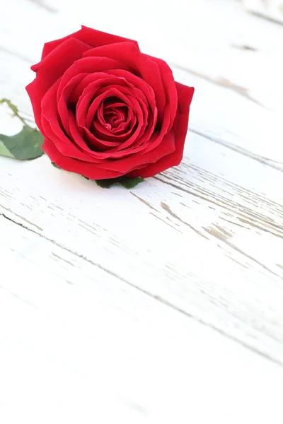 Red rose flower on white wood background