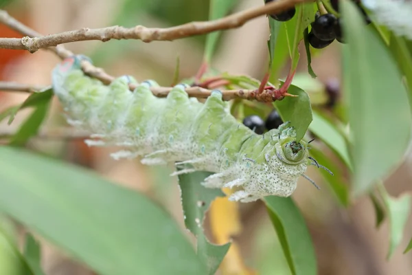 Green caterpillar eating leaf on tree