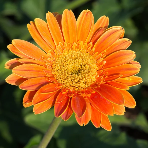 Orange gerbera flower in garden, close-up image