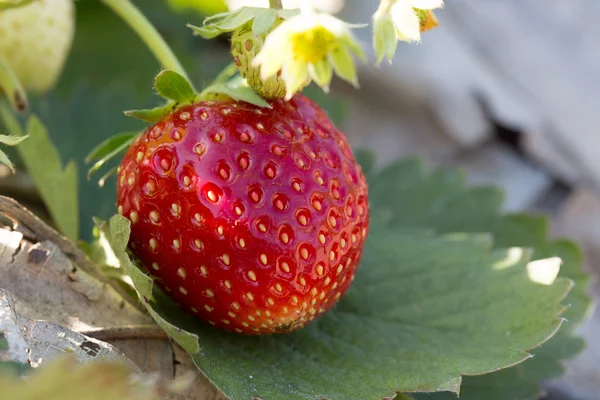 Red strawberry fruit in field plantation of agriculture