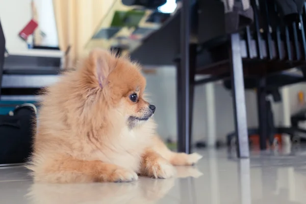 Pomeranian dog cute pets in home