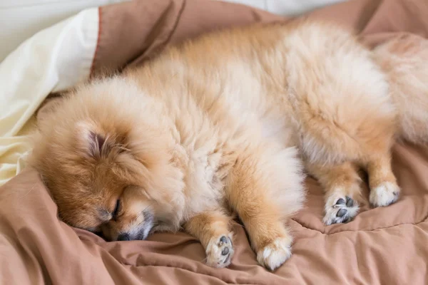 Cute pet in house, pomeranian dog sleeping on the bed at home