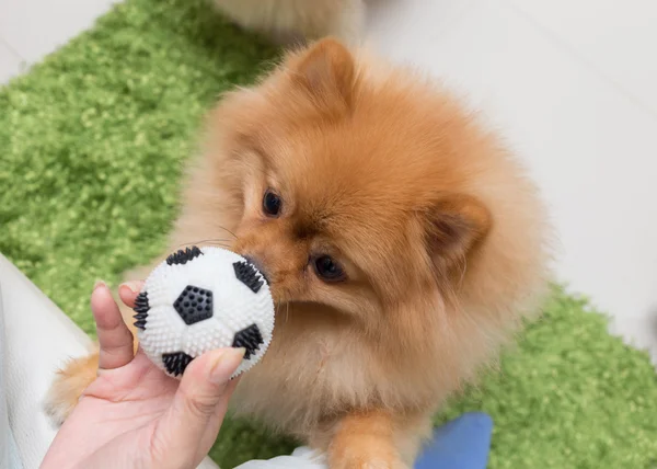Cute pets pomeranian dog happy playing ball in home