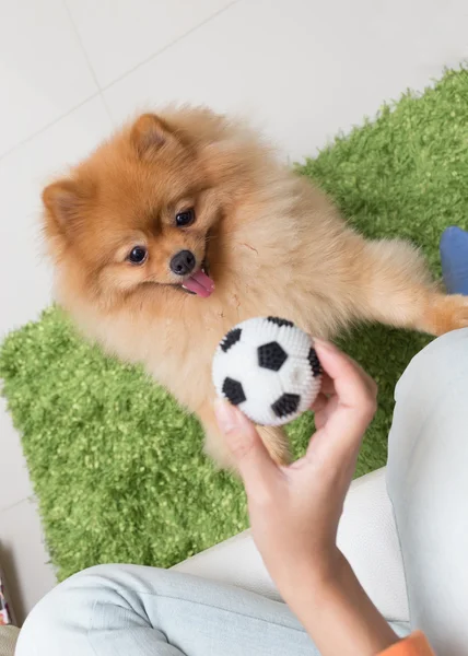 Cute pets pomeranian dog happy playing ball in home