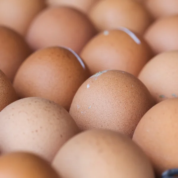 Fresh organic eggs from chicken farm agriculture for sale at the