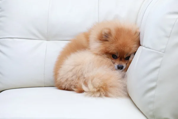 Pomeranian dog cute pets sleeping on white leather sofa